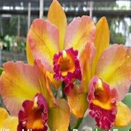 Fay Miyamoto X President Fortune ) X Kaui Star Bri - myBageecha