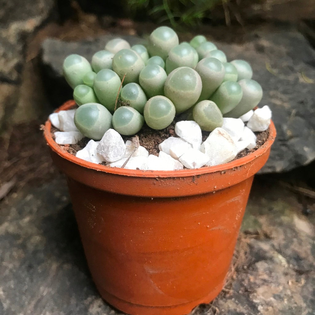 Fenestraria Rhopalophylla subsp. Aurantiaca Succulent Plant - myBageecha