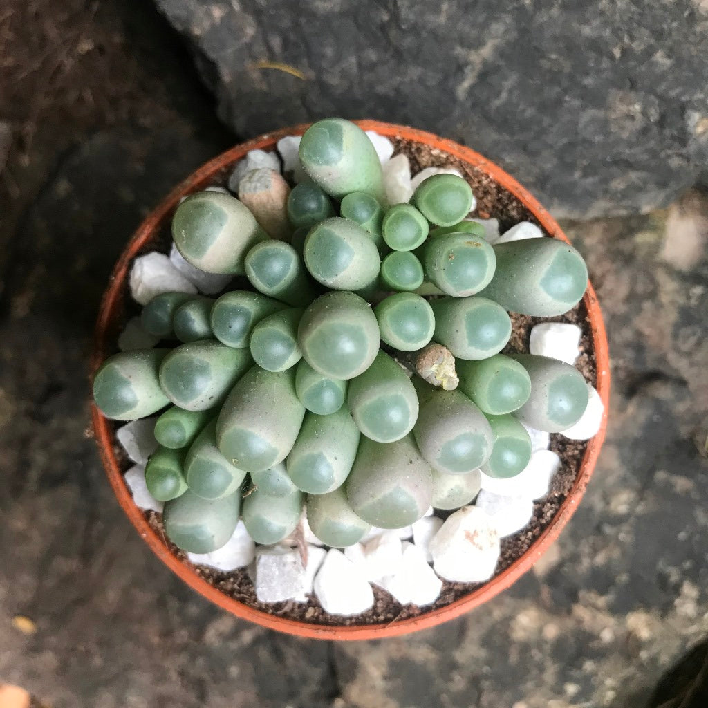 Fenestraria Rhopalophylla subsp. Aurantiaca Succulent Plant - myBageecha