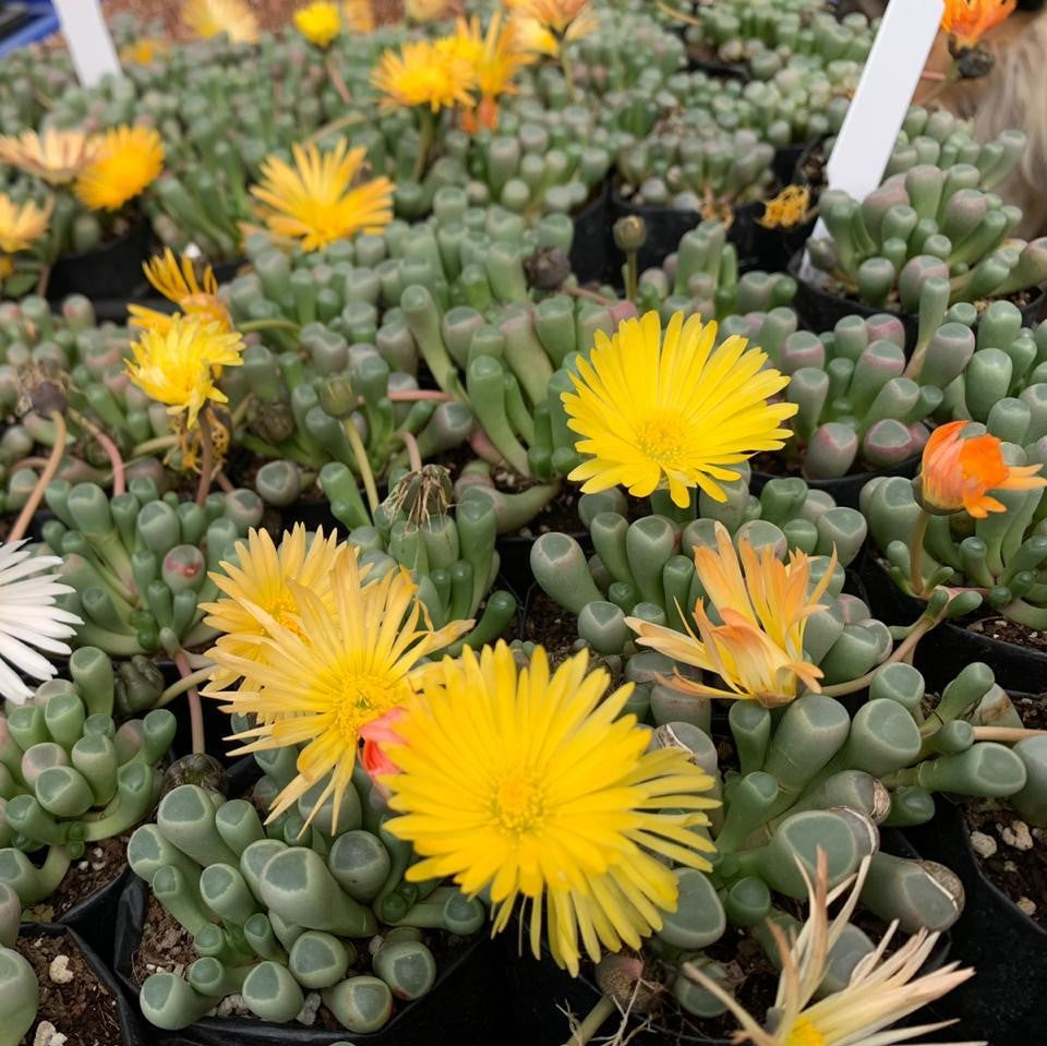 Fenestraria Rhopalophylla subsp. Aurantiaca Succulent Plant - myBageecha
