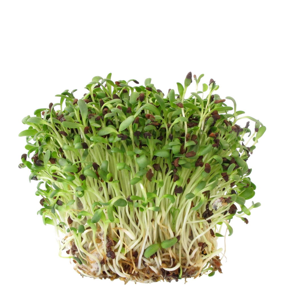 Microgreens Fenugreek Seeds – myBageecha