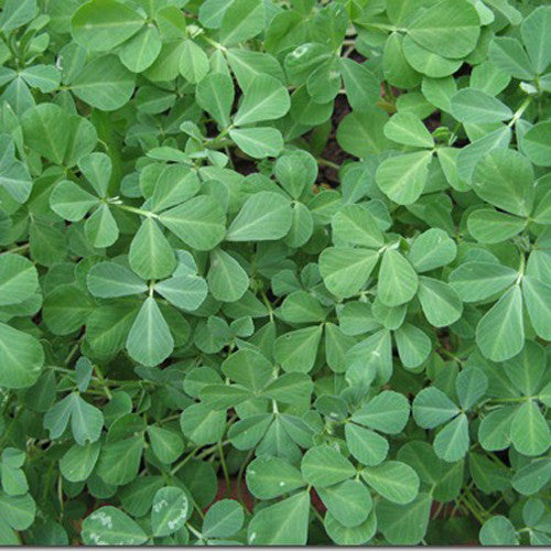 Fenugreek Methi annual herb crop – myBageecha