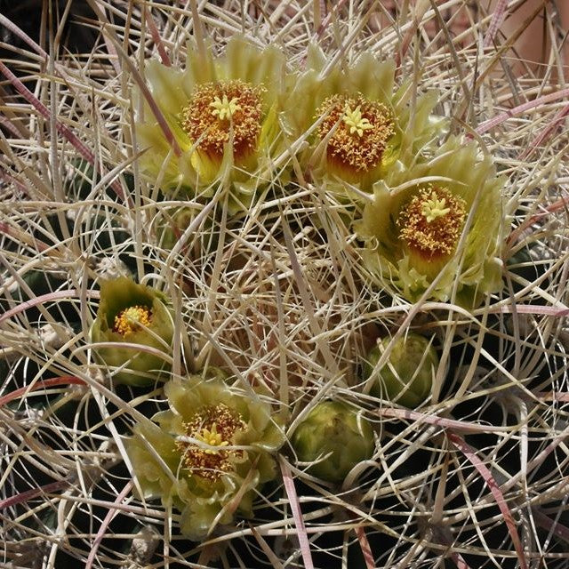 Ferocactus Acanthodes f. Albispinus Cactus Plant - myBageecha