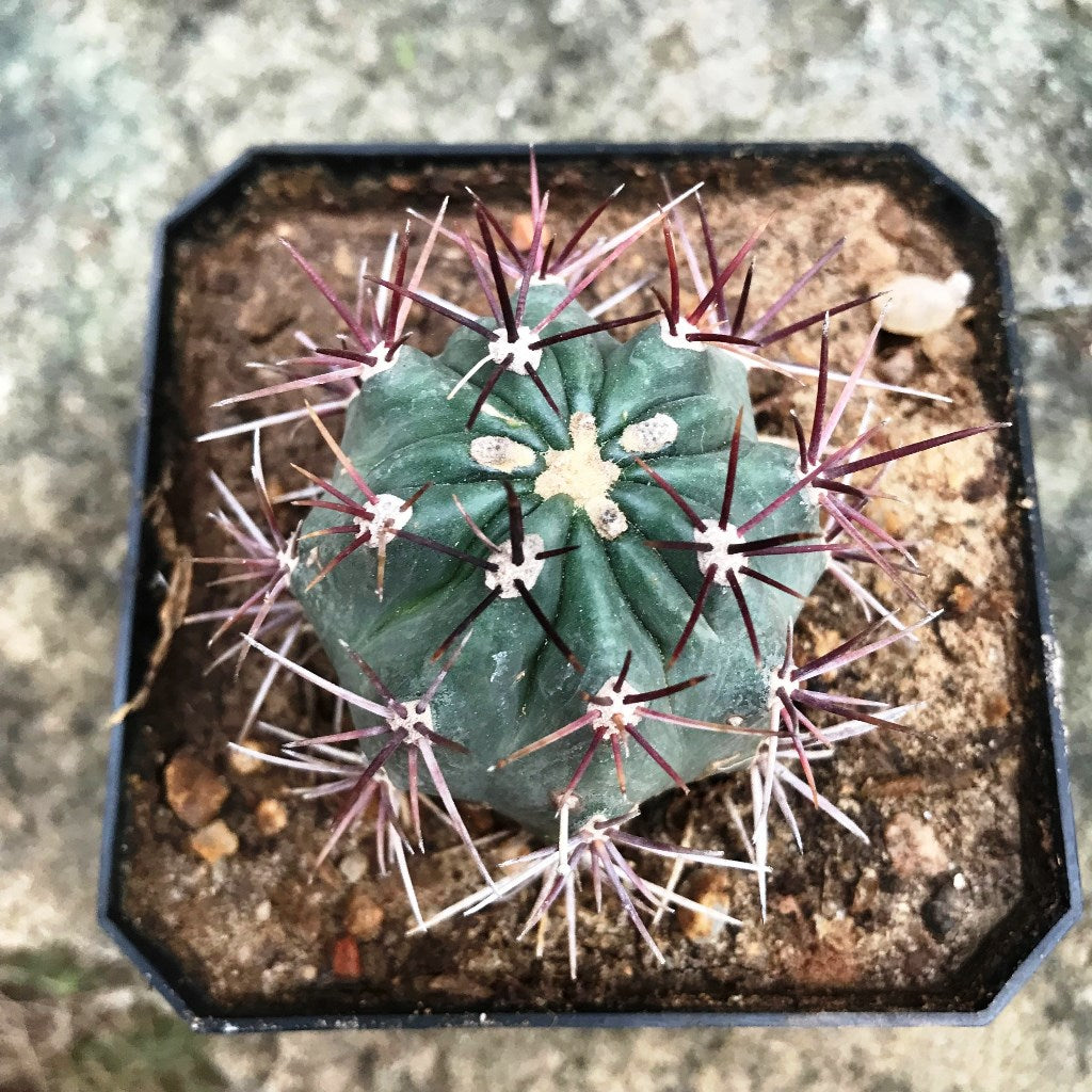 Ferocactus Acanthodes ssp. Lecontei Cactus Plant - myBageecha