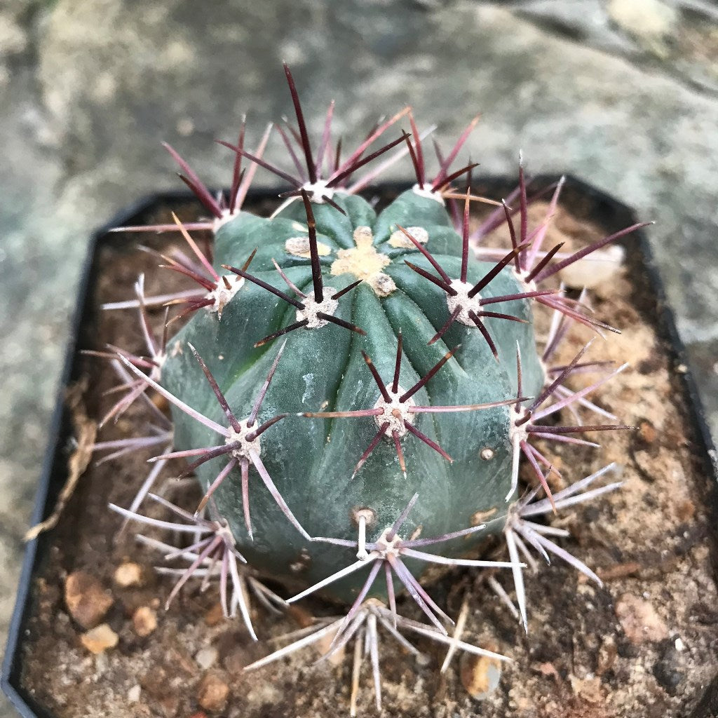 Ferocactus Acanthodes ssp. Lecontei Cactus Plant - myBageecha