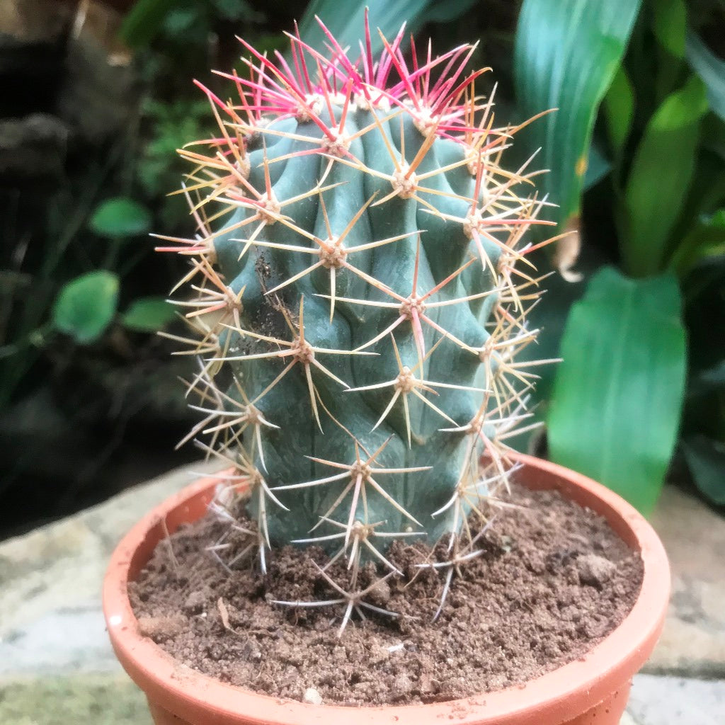 Ferocactus Acanthodes ssp. Lecontei Cactus Plant - myBageecha