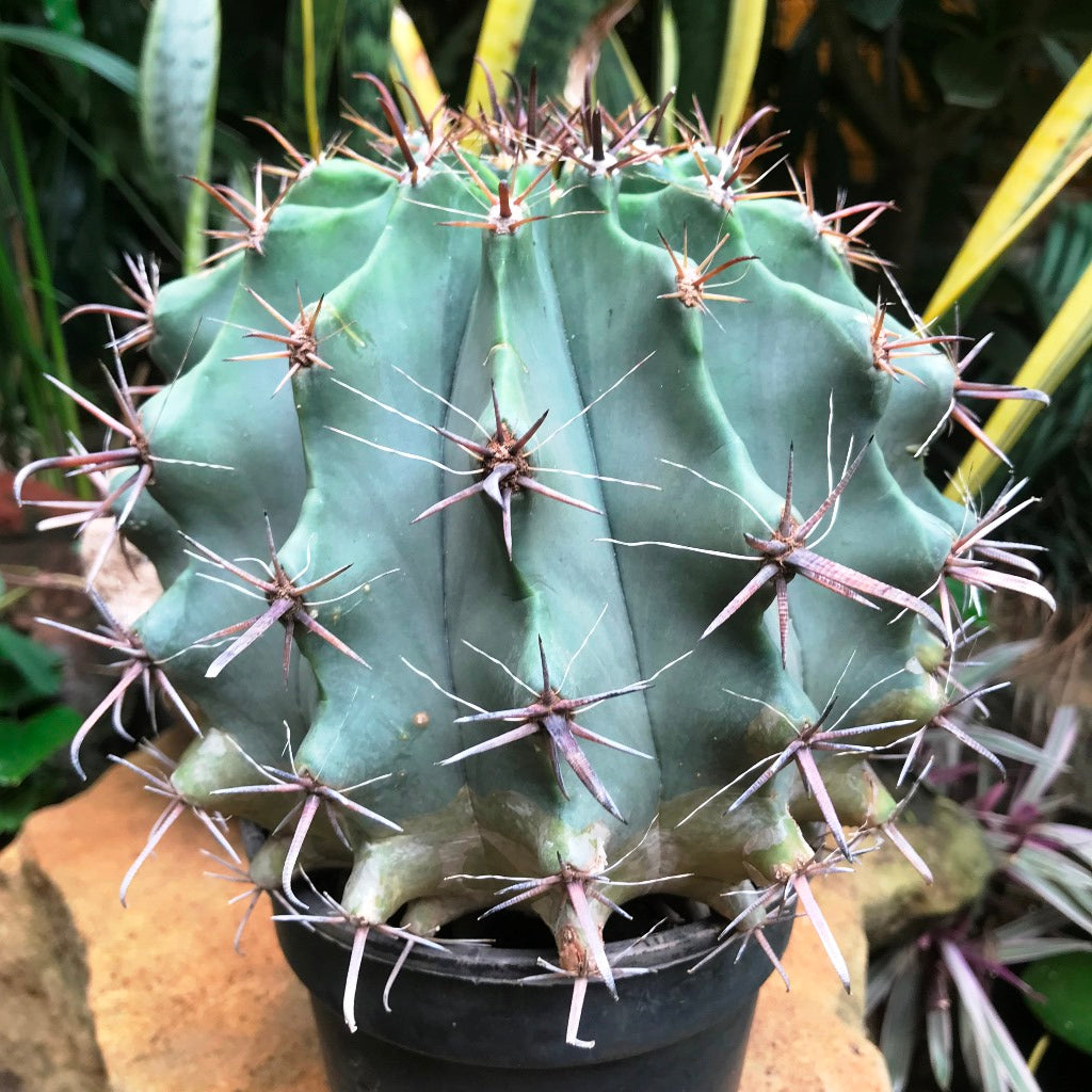 Ferocactus Horridus Brevispinu Cactus Plant - myBageecha