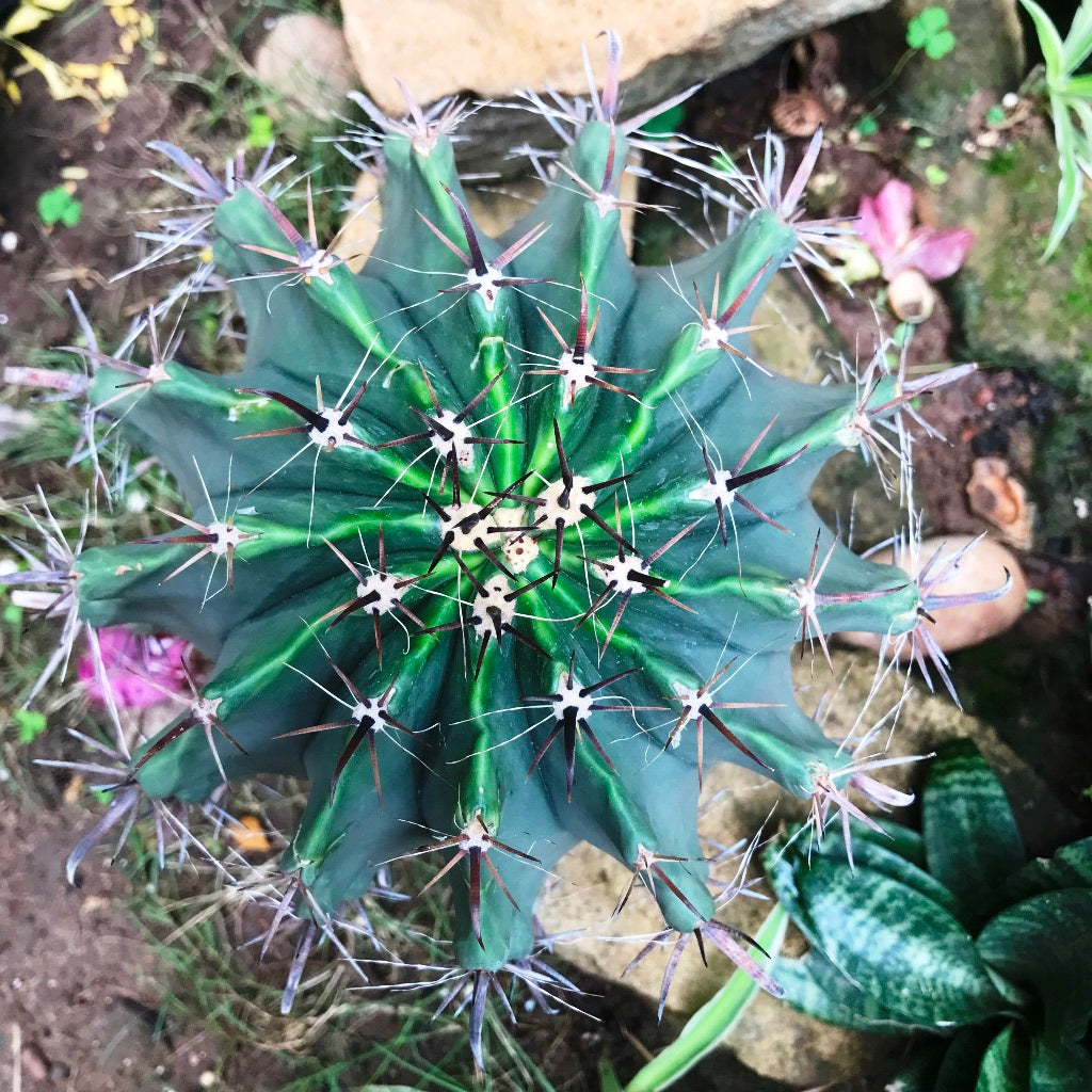 Ferocactus Horridus Brevispinu Cactus Plant - myBageecha