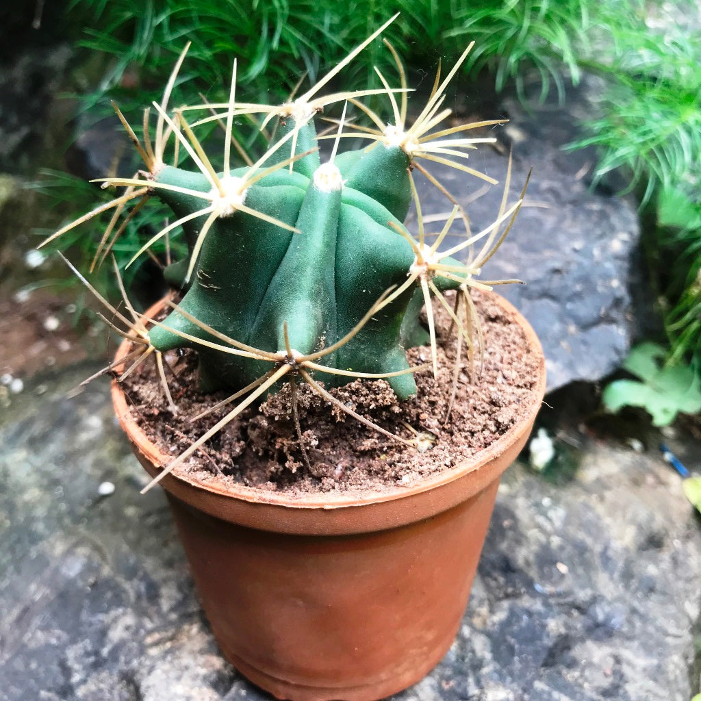 Ferocactus Acanthodes f. Albispinus Cactus Plant - myBageecha