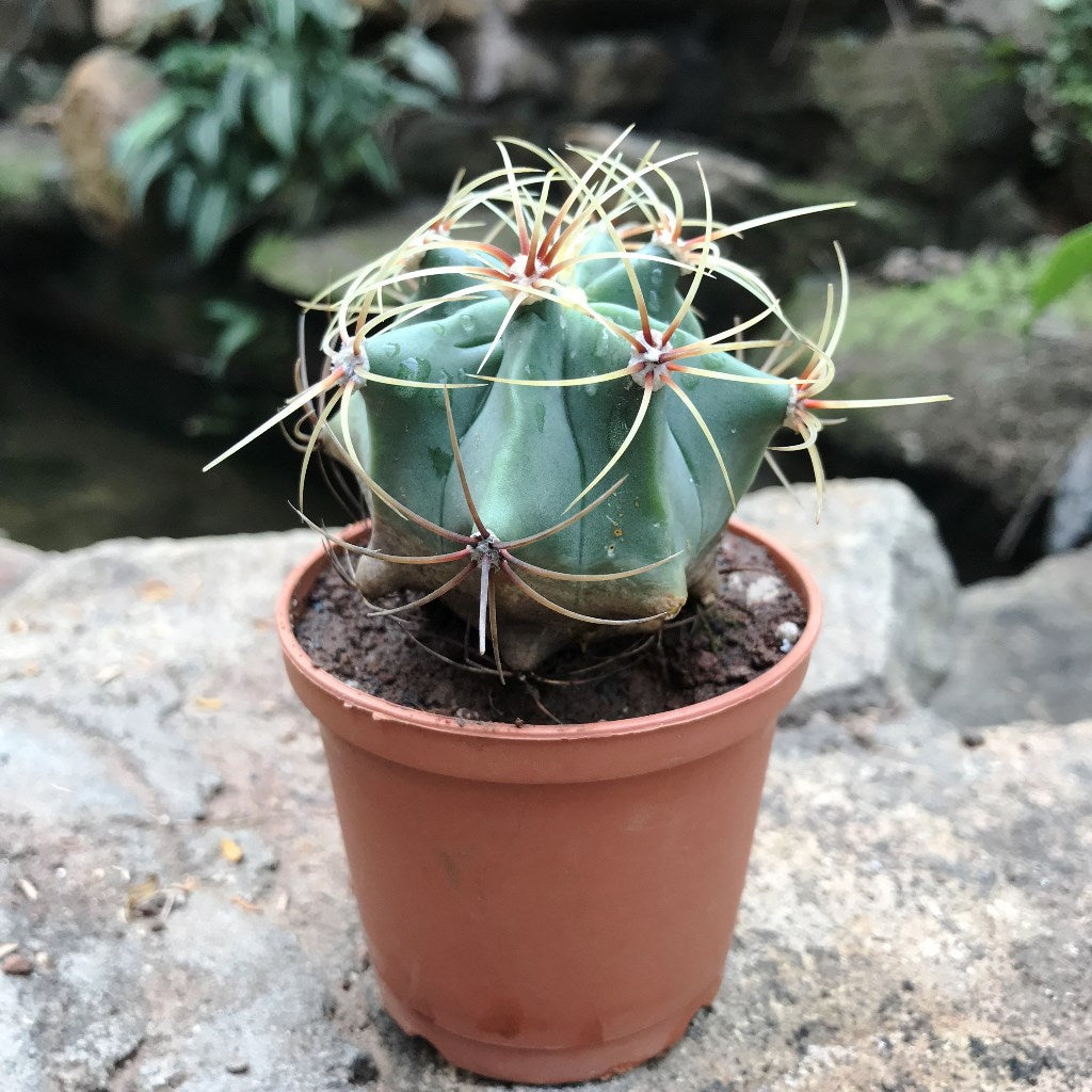 Ferocactus Electracanthus Cactus Plant - myBageecha