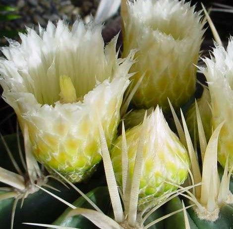 Ferocactus Latispinus Var. Flavispinus Cactus Plant - myBageecha
