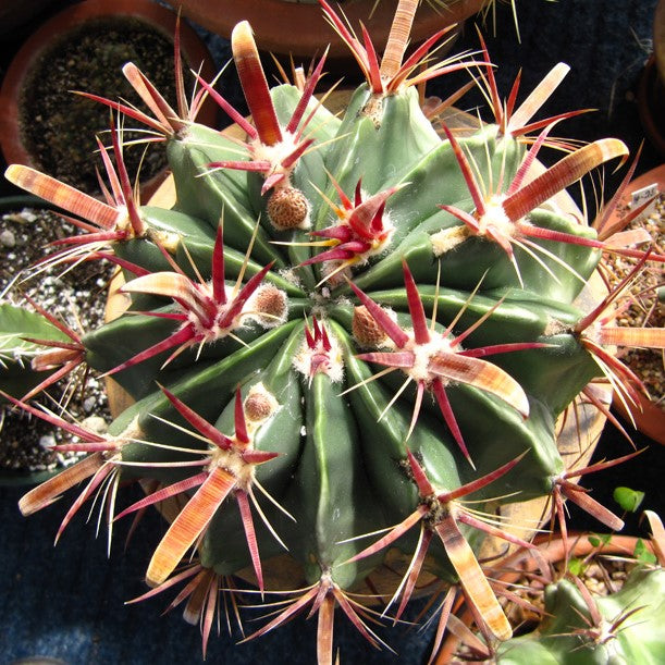 Ferocactus Latispinus Var. Latispinus Cactus Plant - myBageecha