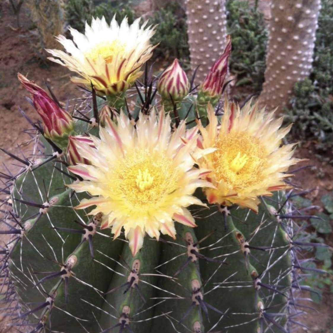 Ferocactus Horridus Brevispinu Cactus Plant - myBageecha