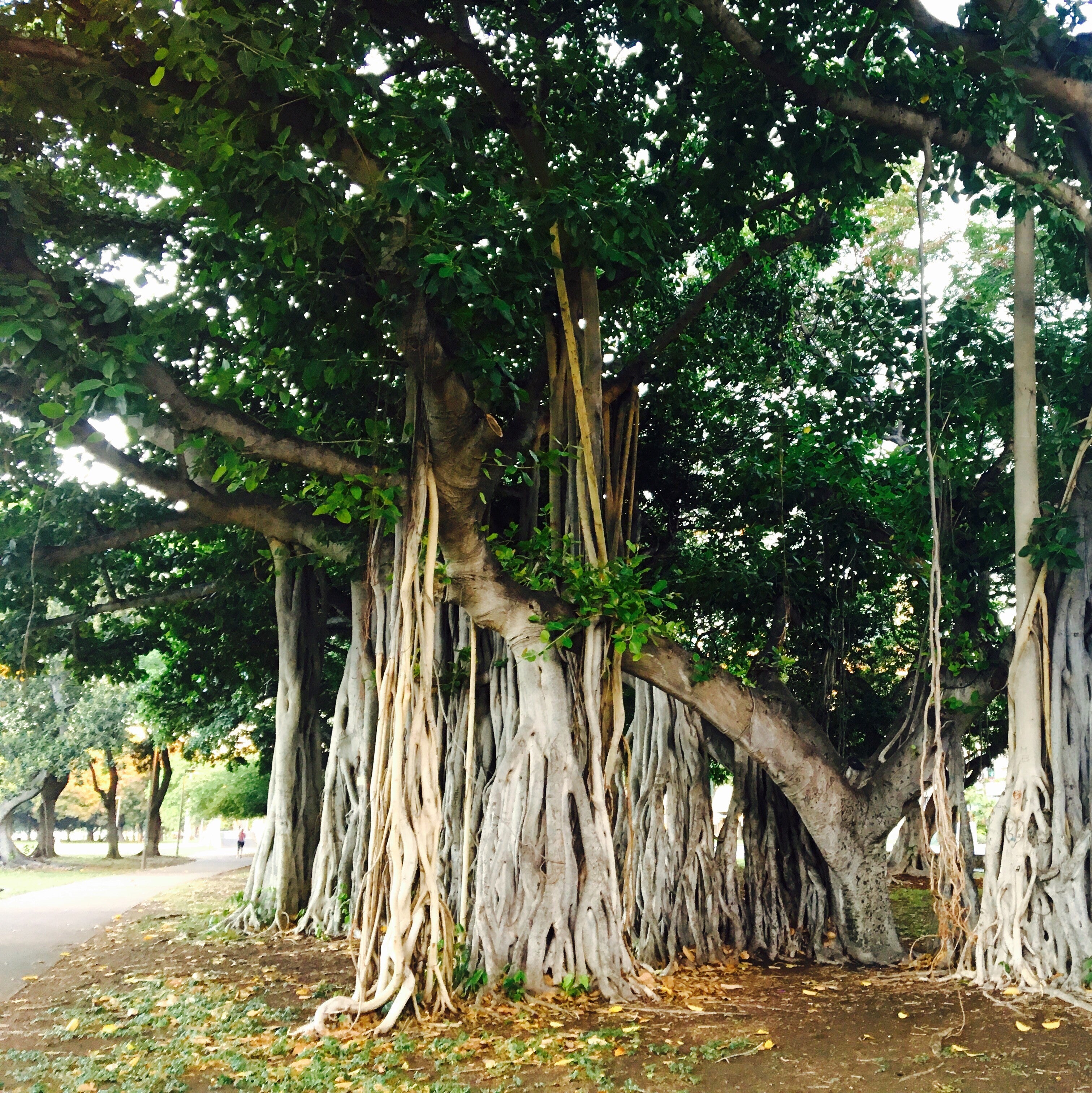 Ficus Benghalensis Banyan Tree Plant - myBageecha
