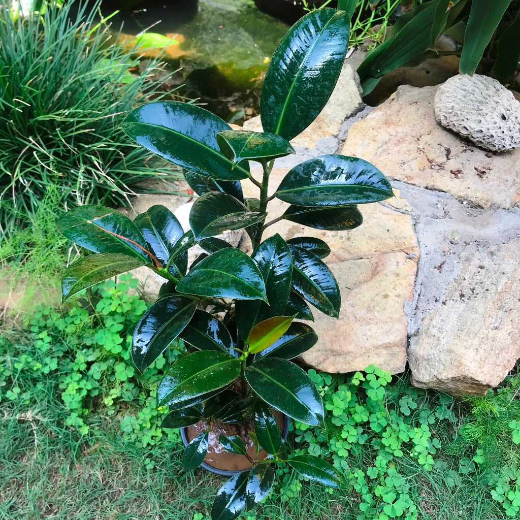 Ficus Elastica Robusta leaf surface detail – myBageecha