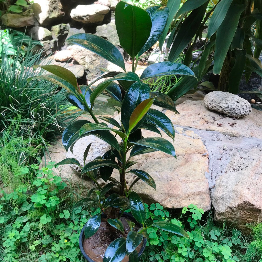 Ficus Elastica Robusta Plant - myBageecha