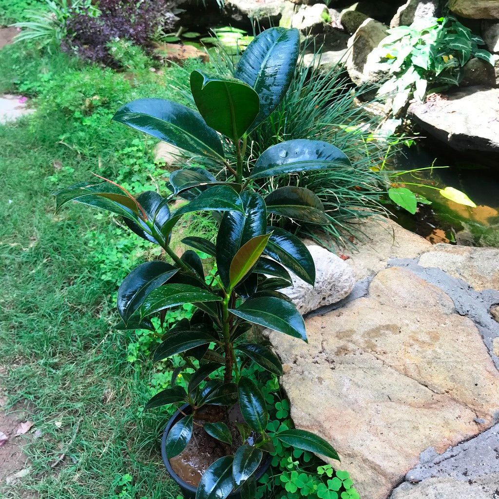 Ficus Elastica Robusta foliage contrast - myBageecha