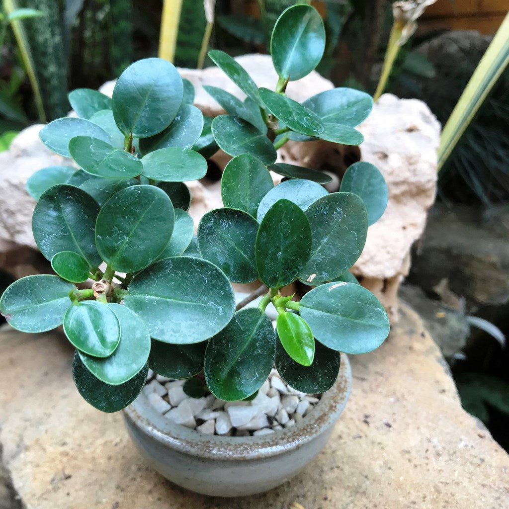 Ficus Microcarpa Compacta bonsai-style canopy - myBageecha