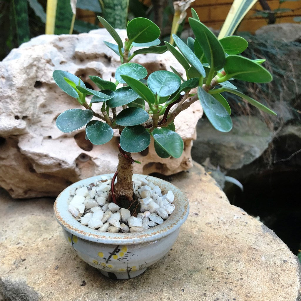 Ficus Microcarpa Compacta Plant leaf cluster – myBageecha