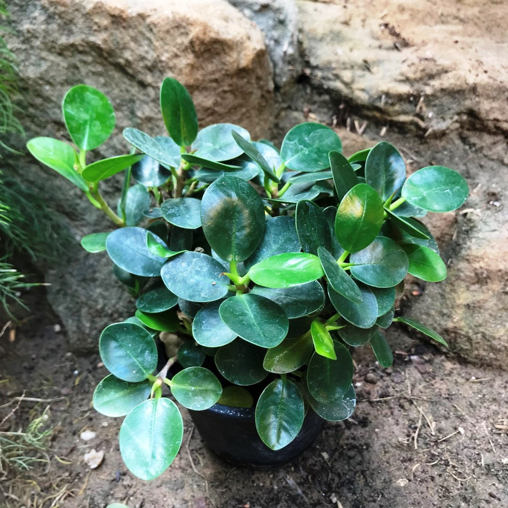 Ficus Microcarpa Compacta foliage texture detail - myBageecha