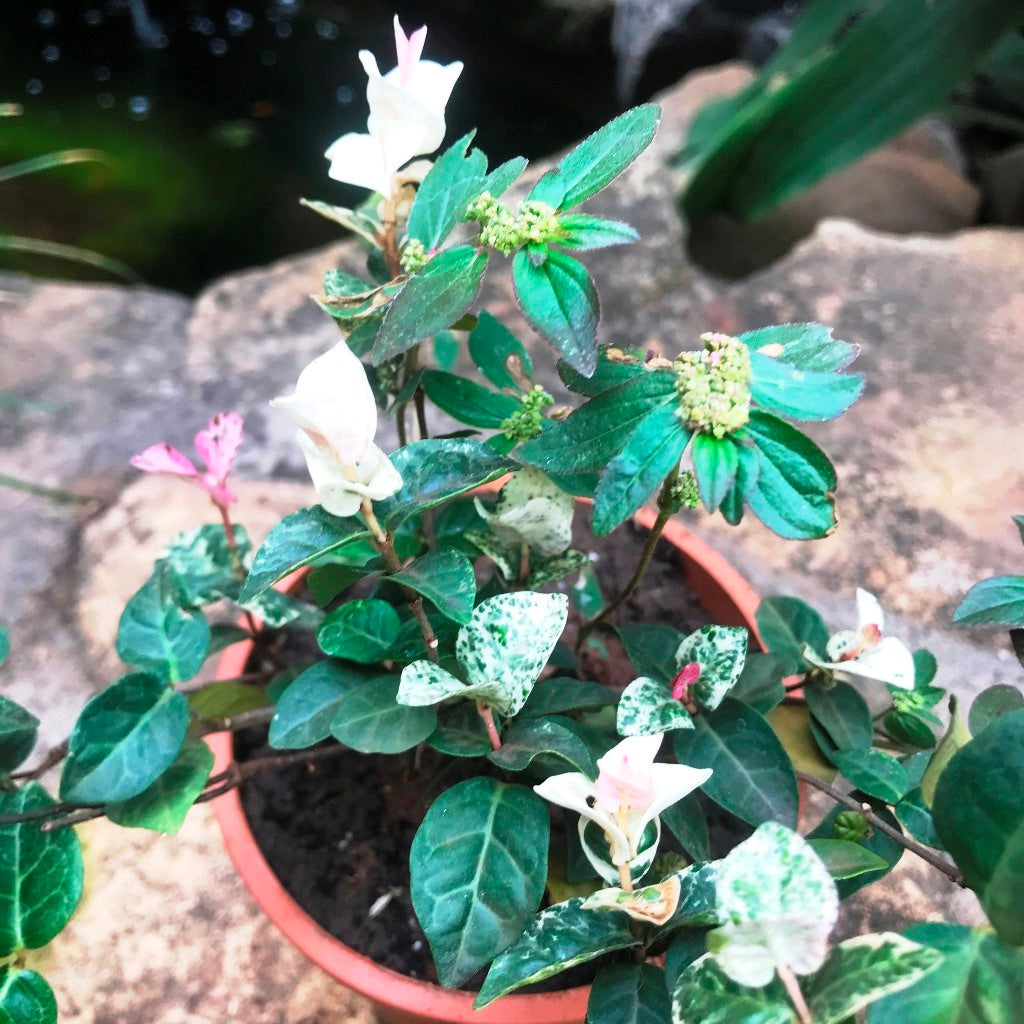 Ficus Pumila Repens Variegata trailing vines – myBageecha