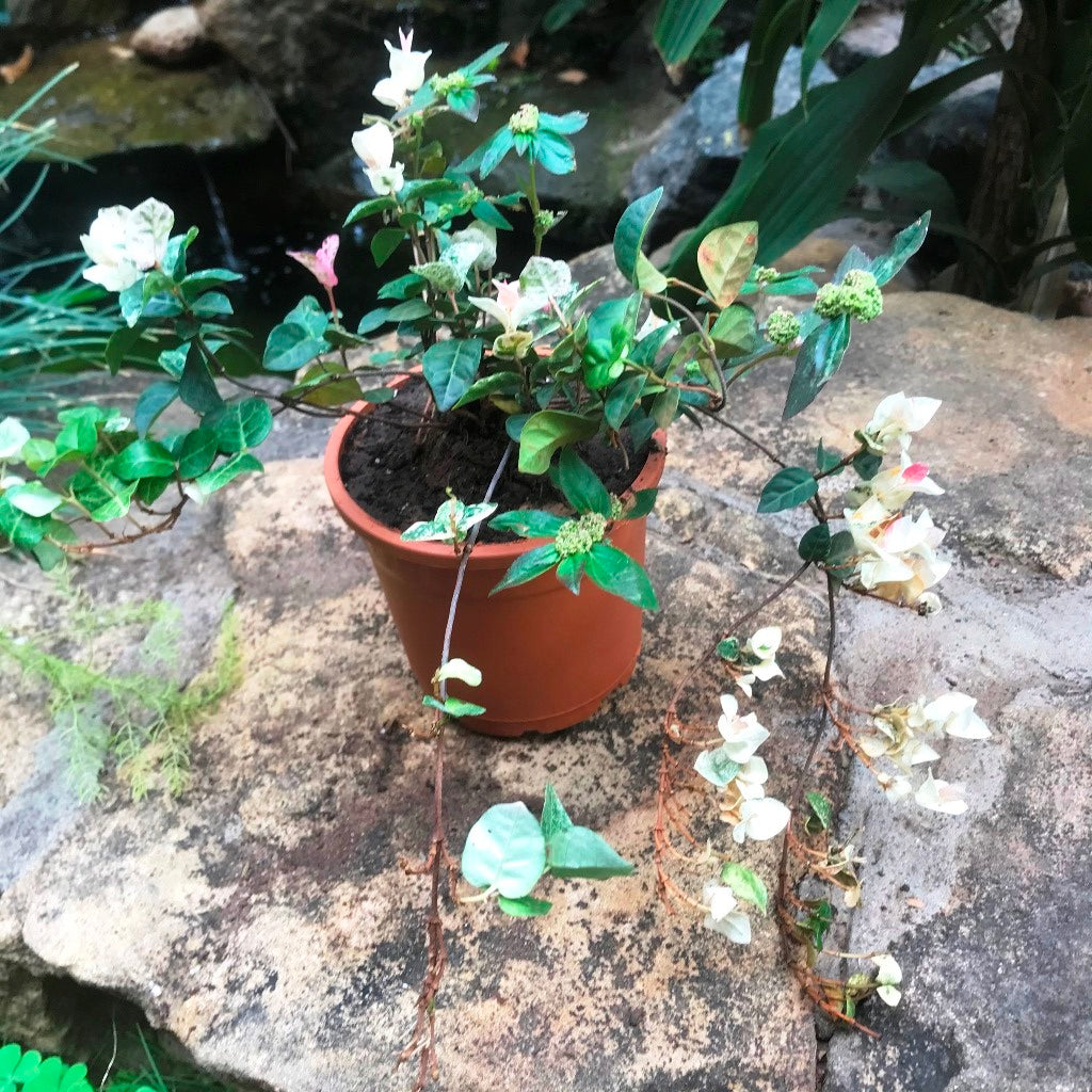 Ficus Pumila Repens Variegata leaf variegation detail - myBageecha