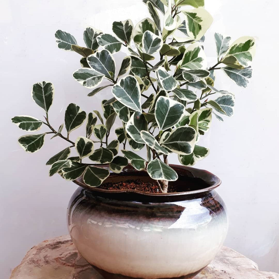 Ficus Triangularis Variegata leaf shape detail – myBageecha