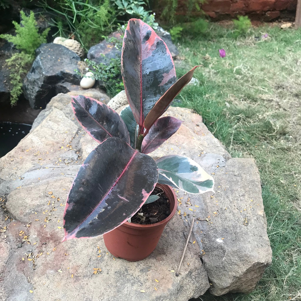 Ficus Elastica Red Ruby indoor placement styling - myBageecha