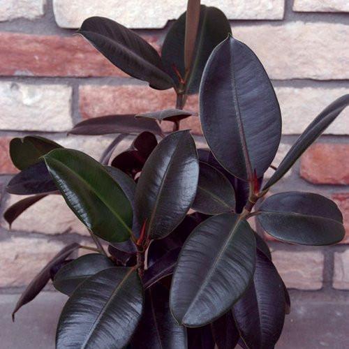Ficus Elastica Burgundy branching detail - myBageecha
