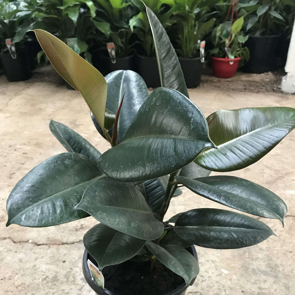 Ficus Elastica Robusta leaf cluster structure - mybageecha