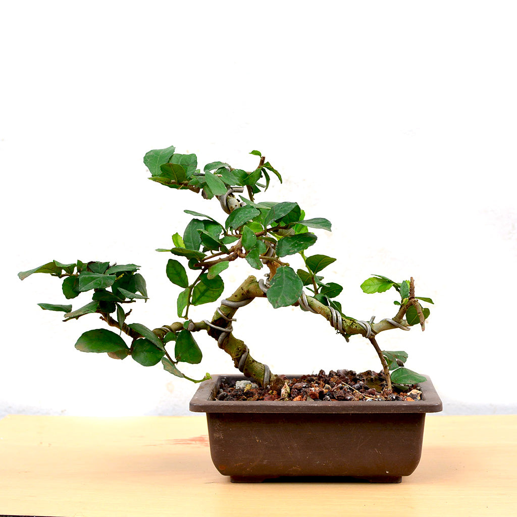 Bonsai Sandpaper Plant with textured leaves – myBageecha