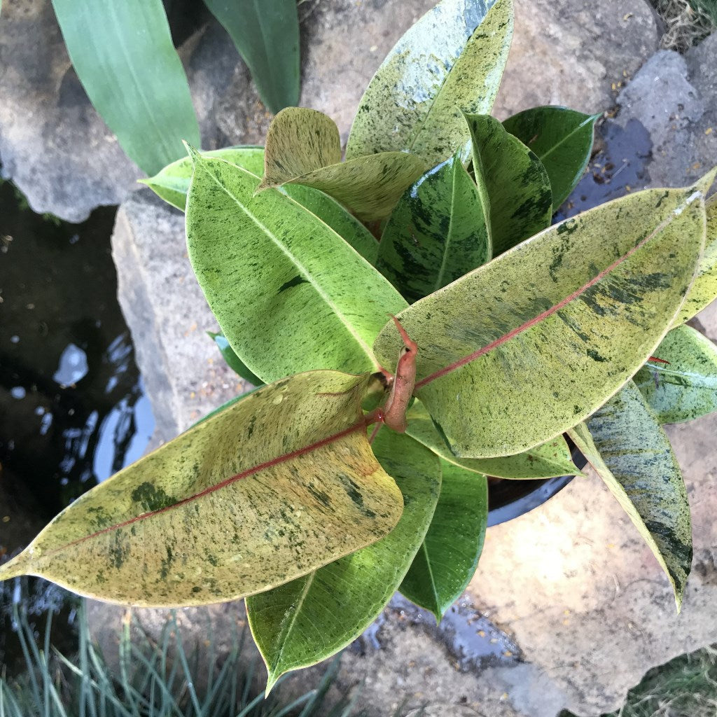 Ficus Elastica Shivereana indoor décor placement - myBageecha