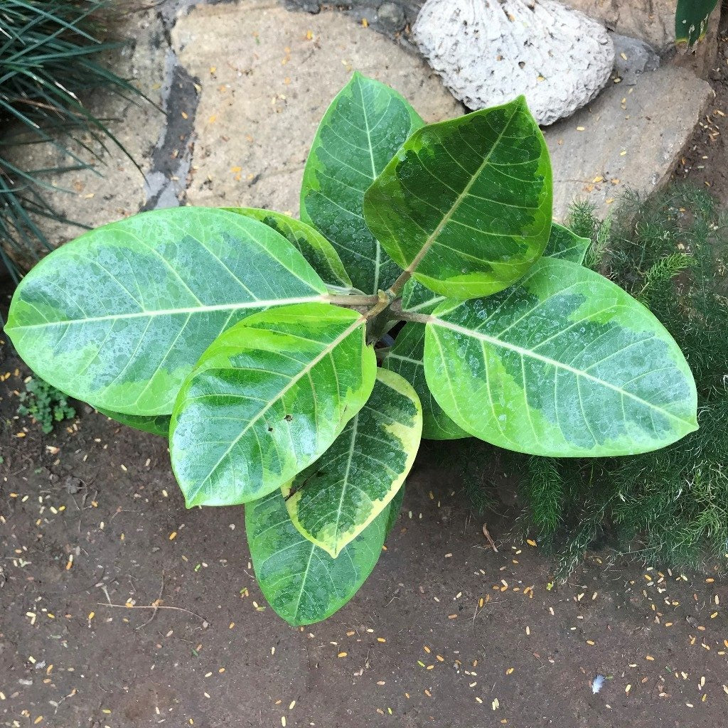 Ficus Altissima indoor décor placement - myBageecha