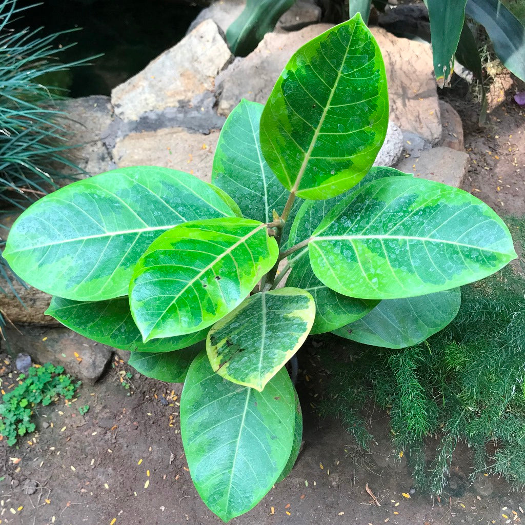 Ficus Altissima Yellow Gem Plant leaf detail – myBageecha