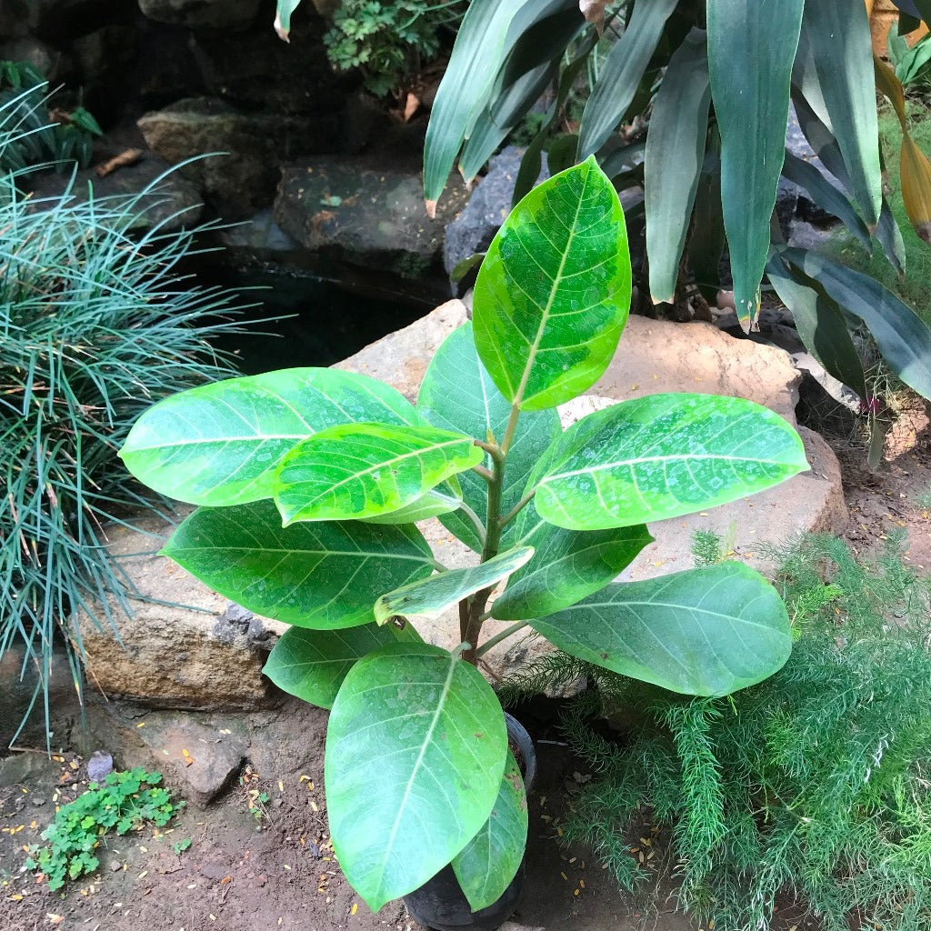 Ficus Altissima foliage texture close-up - myBageecha
