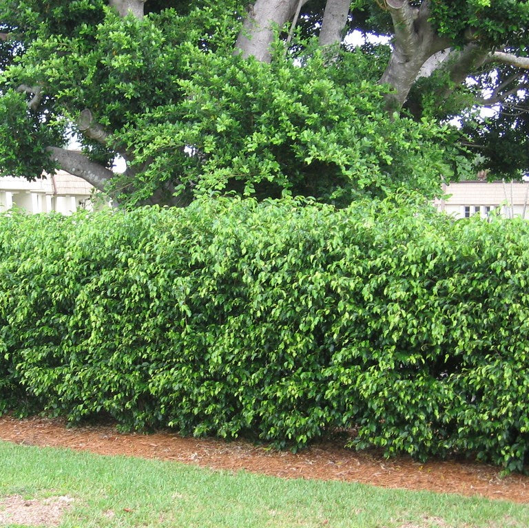 Ficus Benjamina Daniell foliage density - myBageecha