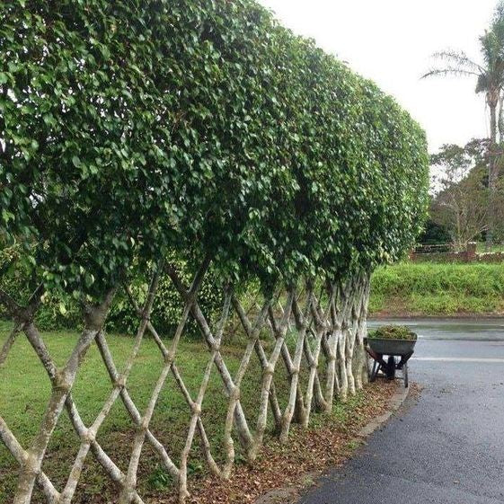 Ficus Benjamina Daniell shape maintenance - myBageecha
