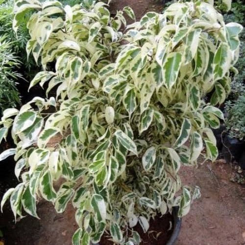 Ficus Benjamina Starlight variegation detail – myBageecha