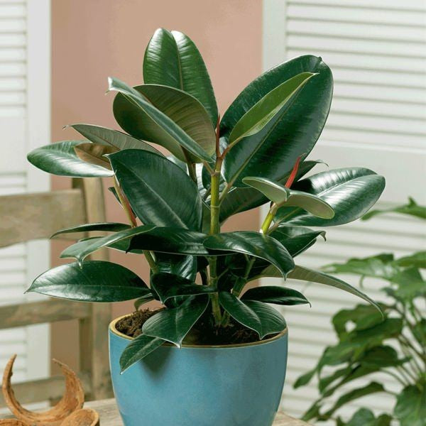 Ficus Elastica Robusta vertical growth form - myBageecha
