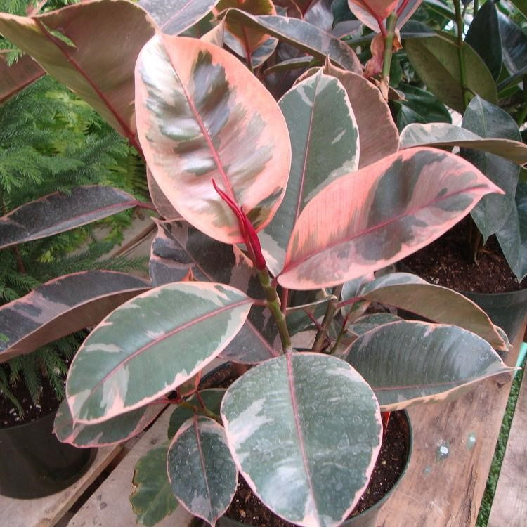 Ficus Elastica Red Ruby variegated leaf highlight – myBageecha