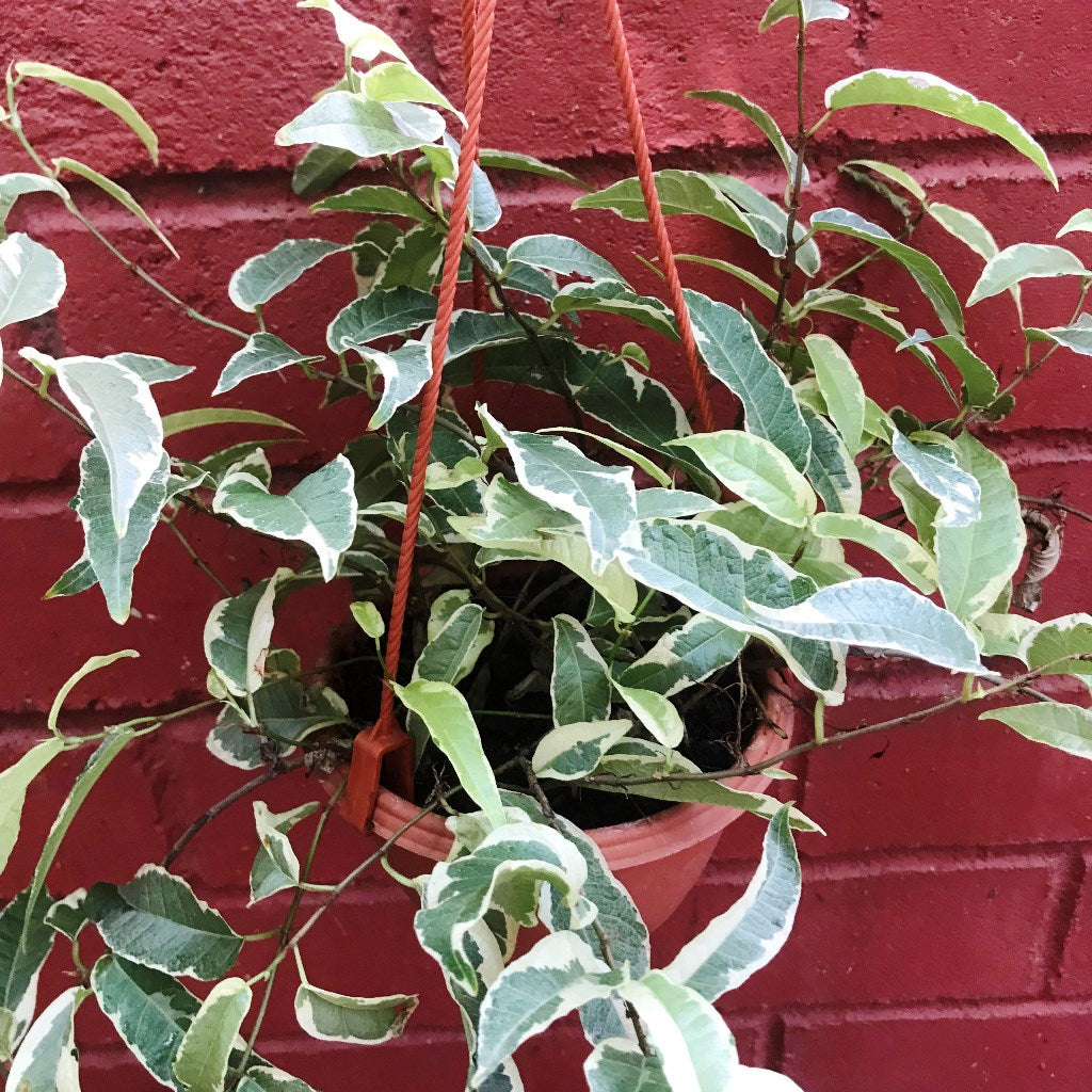 Ficus Radicans Variegata hanging or trailing display - myBageecha