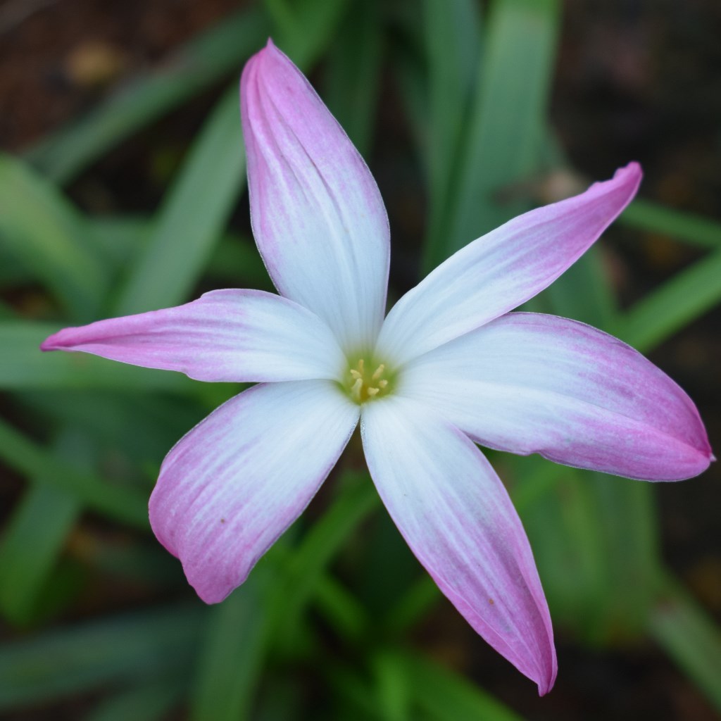Rain Lily 'First Love' (Bulbs) - myBageecha