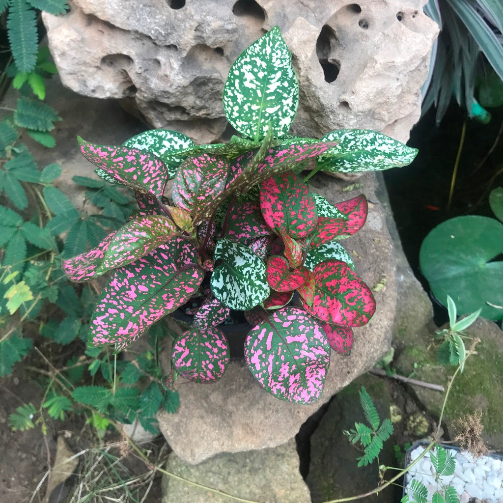 Fittonia Mix Plant patterned leaf close view – myBageecha
