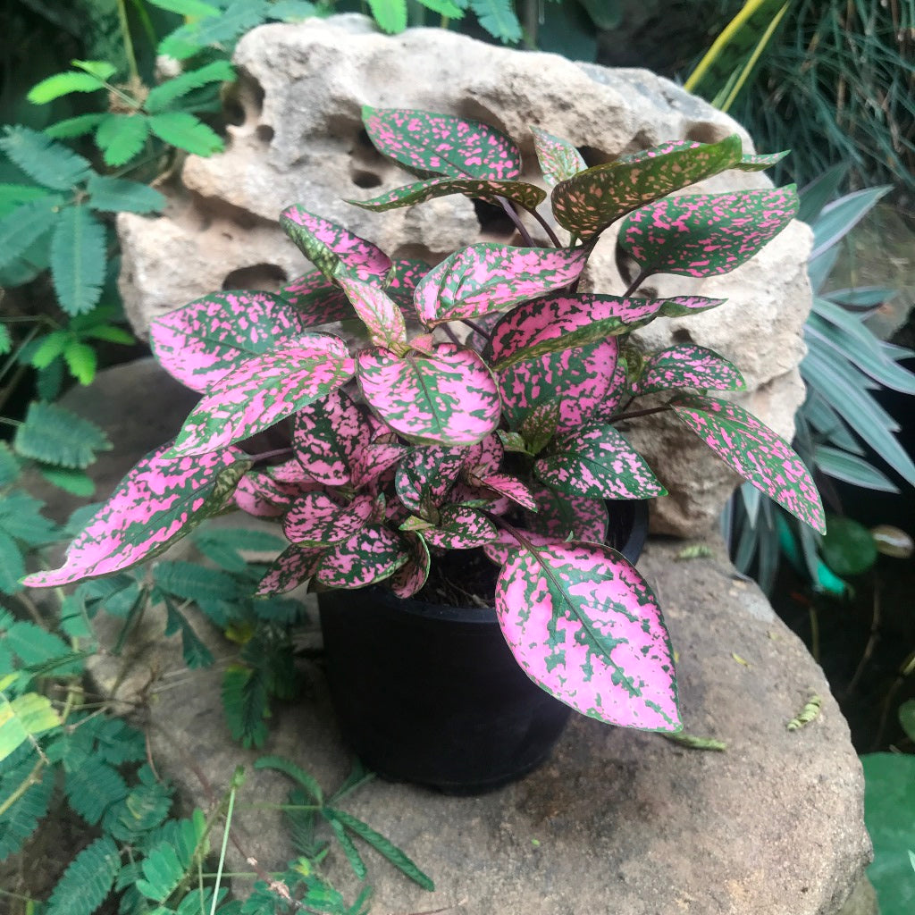 Fittonia Mix Plant terrarium placement - myBageecha