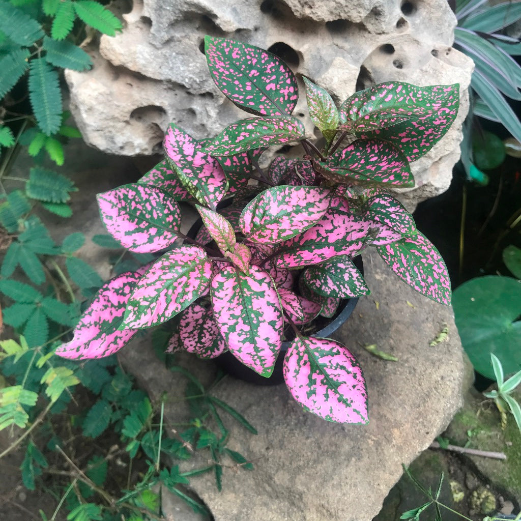 Fittonia Mix Plant foliage texture close-up - myBageecha