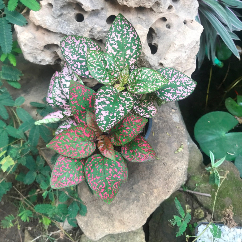 Fittonia Mix Plant pot styling - myBageecha