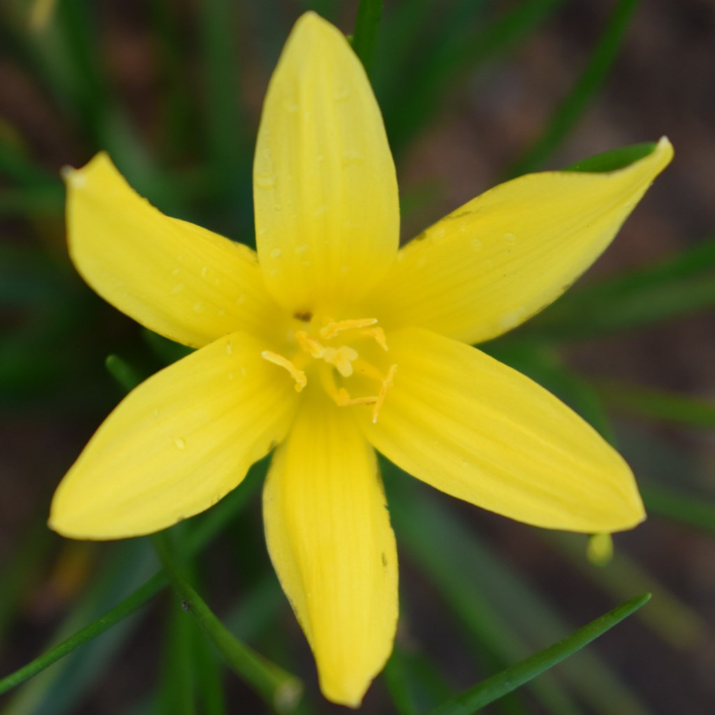 Rain Lily 'Flavisissima' (Bulbs) - myBageecha