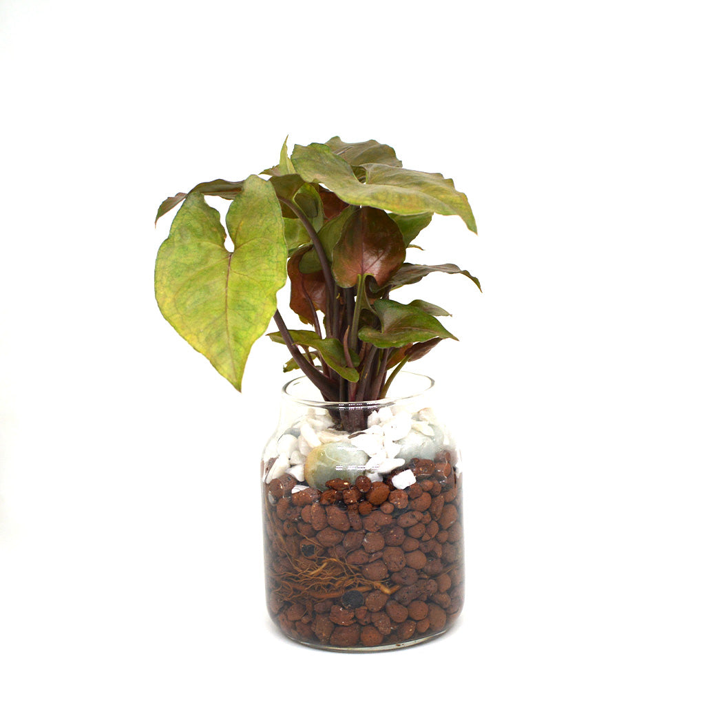 Flushed Camouflage Water Terrarium Kit - myBageecha