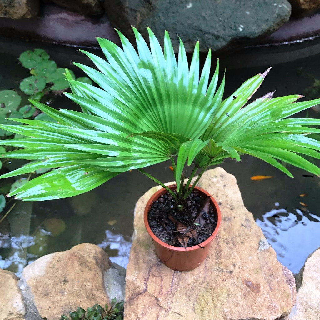 Fountain Palm Plant foliage spread – myBageecha