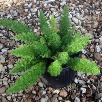 Top View of Fox Tail Fern - myBageecha
